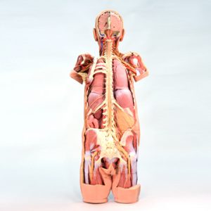 3D Anatoma Models