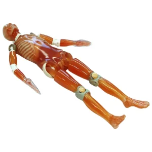 فانتوم تمام تنه رادیوگرافی بزرگسال