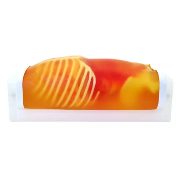 فانتوم نیم تنه سونوگرافی شکم اطفال