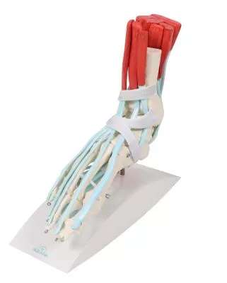 مولاژ اسکلت پا با لیگامنت