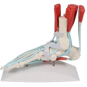 مولاژ اسکلت پا با لیگامنت