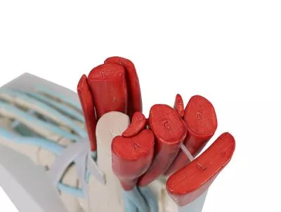 مولاژ اسکلت پا با لیگامنت