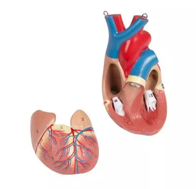 مولاژ نیم تنه با اعماء و احشاء داخلی