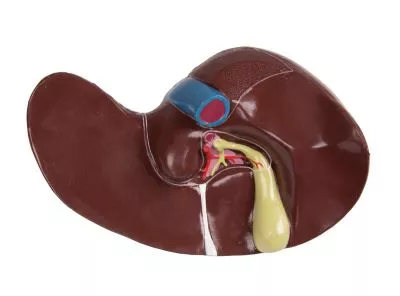 مولاژ نیم تنه با اعماء و احشاء داخلی