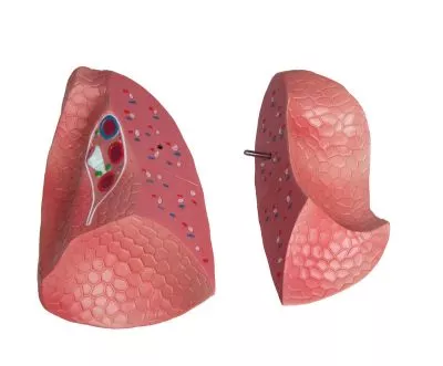 مولاژ نیم تنه با اعماء و احشاء داخلی