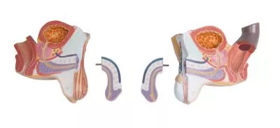 مولاژ نیم تنه با اعماء و احشاء داخلی