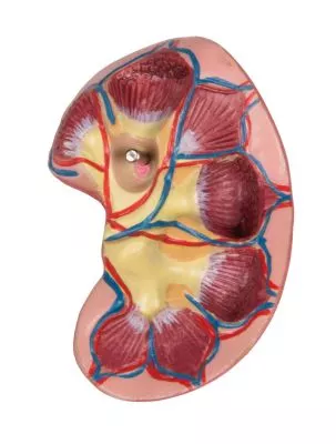 مولاژ نیم تنه با اعماء و احشاء داخلی