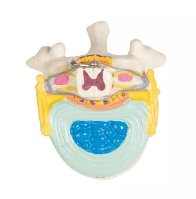 مولاژ نیم تنه با اعماء و احشاء داخلی