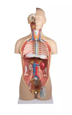 مولاژ نیم تنه با اعماء و احشاء داخلی