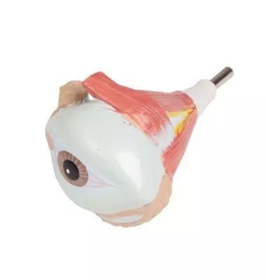 مولاژ نیم تنه با اعماء و احشاء داخلی