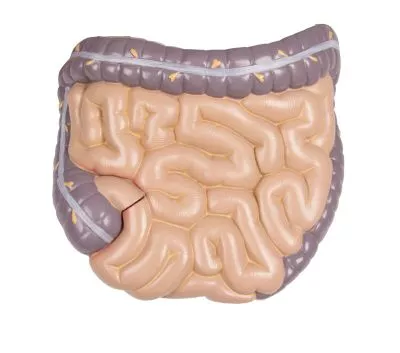 مولاژ نیم تنه با اعماء و احشاء داخلی