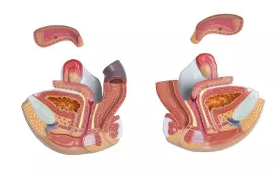 مولاژ نیم تنه با اعماء و احشاء داخلی