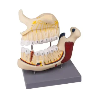 مولاژ فک فوقانی و تحتانی
