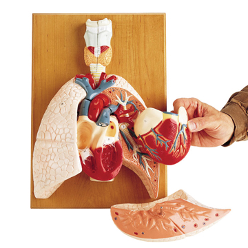 مولاژ سیستم قلبی تنفسی