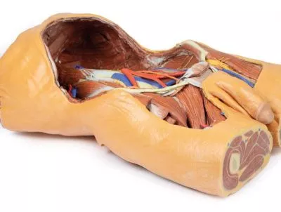 مولاژ نیم تنه نمایش سه بعدی دیواره شکمی