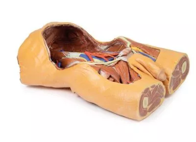 مولاژ نیم تنه نمایش سه بعدی دیواره شکمی