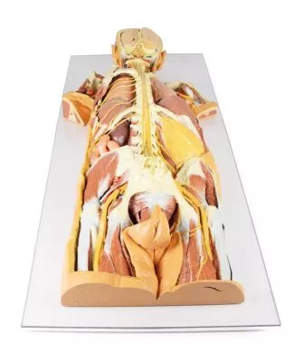 مولاژ نیم تنه نمایش سه بعدی سیستم عصبی