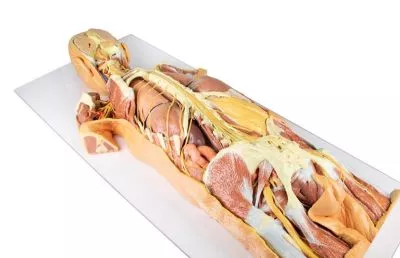 مولاژ نیم تنه نمایش سه بعدی سیستم عصبی