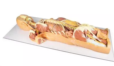 مولاژ نیم تنه نمایش سه بعدی سیستم عصبی