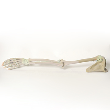 مولاژ نمایش سه بعدی اندام فوقانی