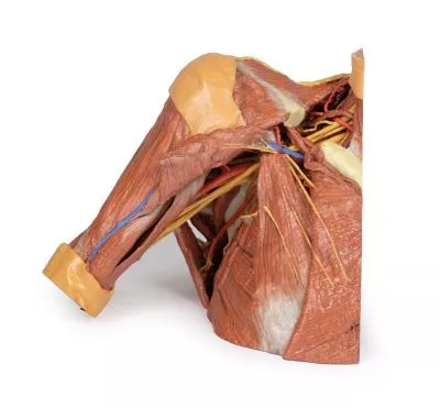 مولاژ نمایش سه بعدی قفسه سینه