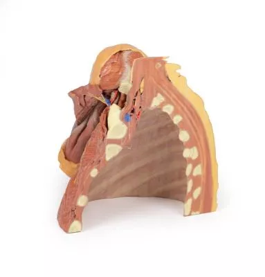 مولاژ نمایش سه بعدی قفسه سینه