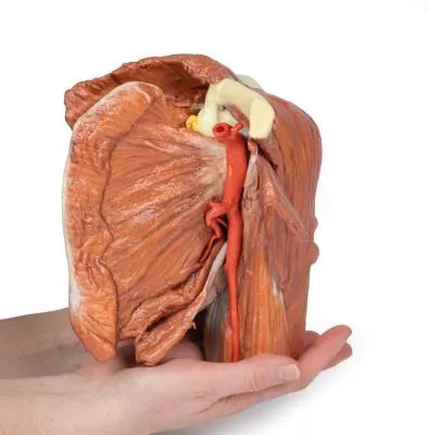 مولاژ نمایش سه بعدی شانه