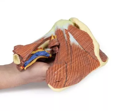 مولاژ نمایش سه بعدی شانه