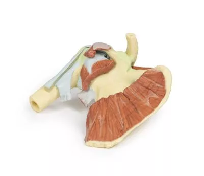 مولاژ نمایش سه بعدی شانه