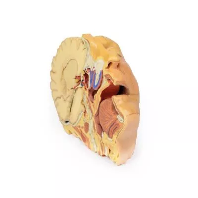 مولاژ نمایش سه بعدی سر و گردن