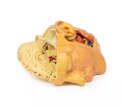 مولاژ نمایش سه بعدی سر و گردن