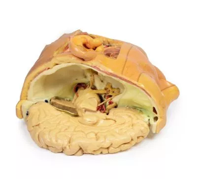 مولاژ نمایش سه بعدی سر و گردن