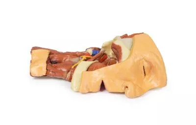 مولاژ نمایش سه بعدی صورت