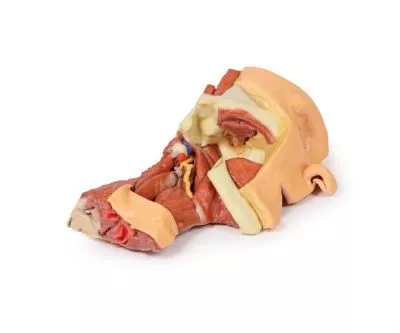 مولاژ نمایش سه بعدی صورت