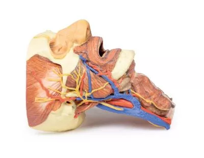 مولاژ نمایش سه بعدی سر و گردن