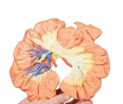 مولاژ نمایش سه بعدی روده و ایلئوم