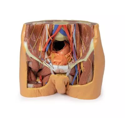 مولاژ نمایش سه بعدی لگن (Male)