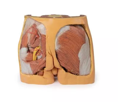 مولاژ نمایش سه بعدی لگن (Male)