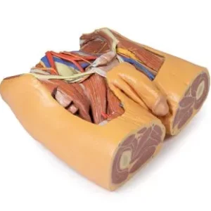 مولاژ نمایش سه بعدی لگن (Male)