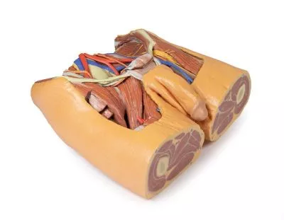 مولاژ نمایش سه بعدی لگن (Male)