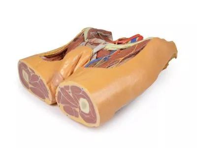 مولاژ نمایش سه بعدی لگن (Male)