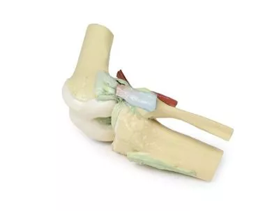 مولاژ نمایش سه بعدی زانو (Flexed)