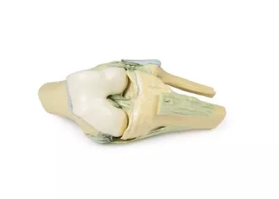 مولاژ نمایش سه بعدی زانو (Flexed)