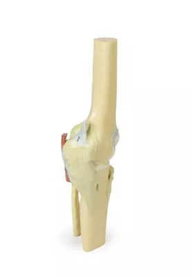 مولاژ نمایش سه بعدی زانو (Extended)