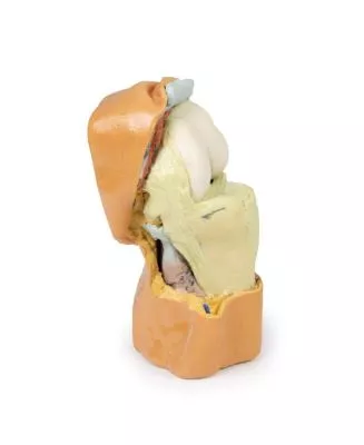 مولاژ نمایش سه بعدی مفصل زانو