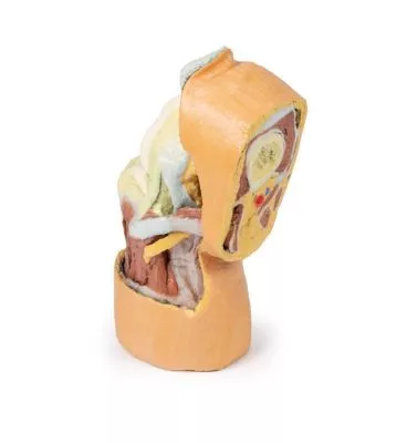 مولاژ نمایش سه بعدی مفصل زانو