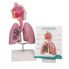 مولاژ سیستم تنفسی