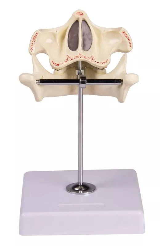 مولاژ دندان شیری