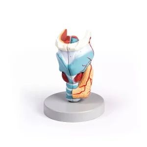 مولاژ حنجره