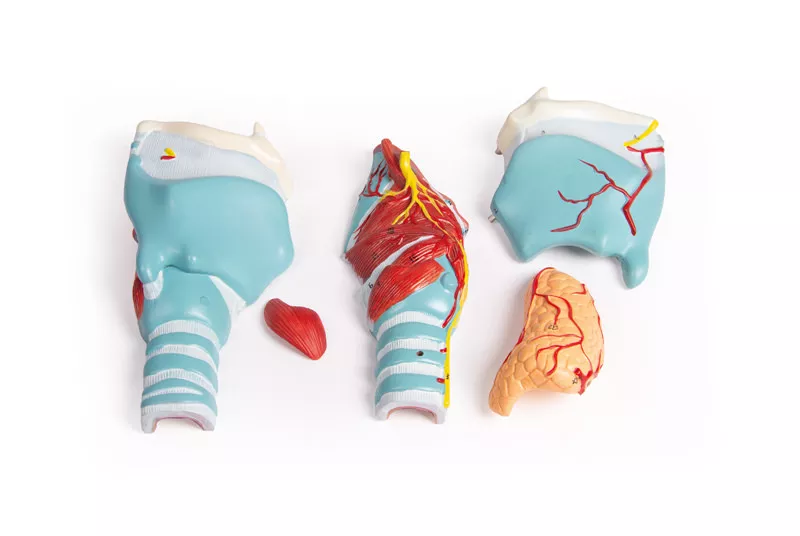 مولاژ حنجره